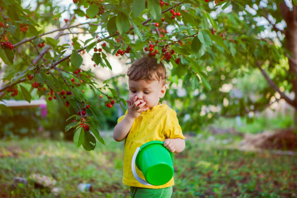 Fruit Picking activities for babies